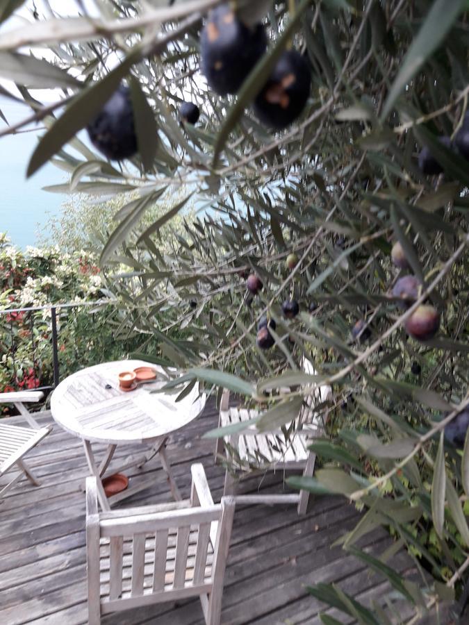 Apartments Olive Garden Piran Dış mekan fotoğraf