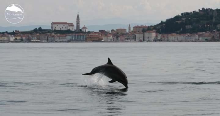 Apartments Olive Garden Piran Dış mekan fotoğraf